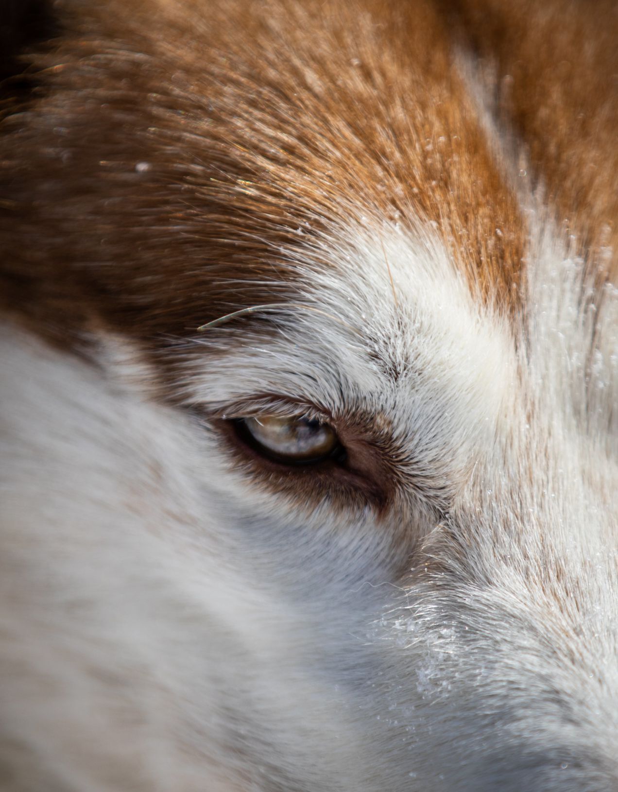 Snow treat for sled dog team